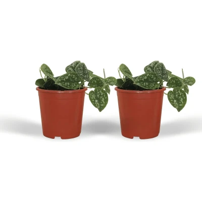 Afbeelding van Plantenboetiek.nl Scindapsus Pictus Epipremnum 2 stuks Kamerplant Hoogte 15cm Potmaat 12cm