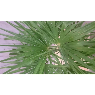 Afbeelding van Winterharde Palmboom Trachycarpus Fortunei stamhoogte 20 cm en hoog...