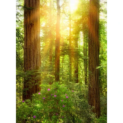 Afbeelding van Komar Vliesbehang Redwood 200 x 260 cm (breedte hoogte) (1 stuk)