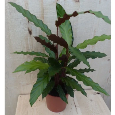 Afbeelding van Calathea Wave Star Pauwenplant smal donkergroen blad 30 cm Warentuin Natuurlijk