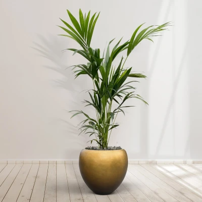 Afbeelding van Combideal Kentia Palm inclusief zelfwaterende pot Nora Matt Copper S 200cm