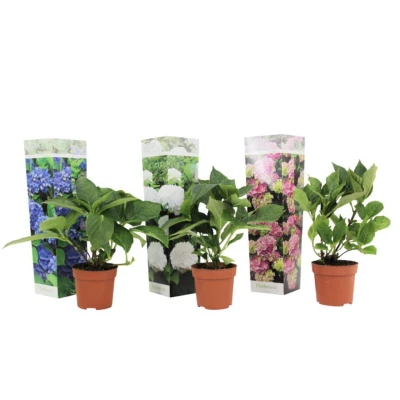 Afbeelding van Hydrangea macrophylla Mix van 3 Hortensia Pot 9cm Hoogte 25 40cm