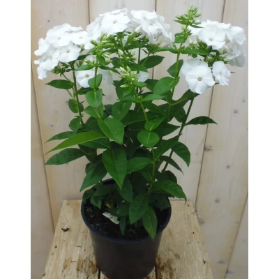 Afbeelding van Vlambloem Phlox wit Warentuin natuurlijk