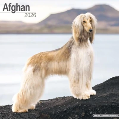 Afbeelding van Afghan Calendar 2026 Square Dog Breed Wall 16 Month