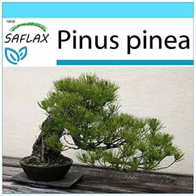 Afbeelding van SAFLAX Cadeauset Bonsai Mediterrane Dennen 6 Zaden Met geschenkdoos, kaart, etiket en potgrond Pinus pinea
