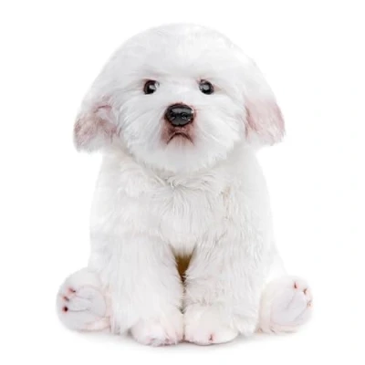 Afbeelding van lilizzhoumax Maltees speelgoed hond pluche 38 cm / 15 inch, simulatie realistische pop, dier wilde dieren cadeau voor kinderen