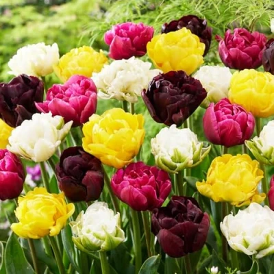 Afbeelding van Dutch Bulbs Tulpen Dubbel &#039;Mix van 5 soorten&#039; Bloembollen 25 stuks Meerkleurig