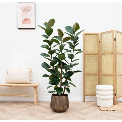 Afbeelding van Ficus Elastica Robusta struik 200cm
