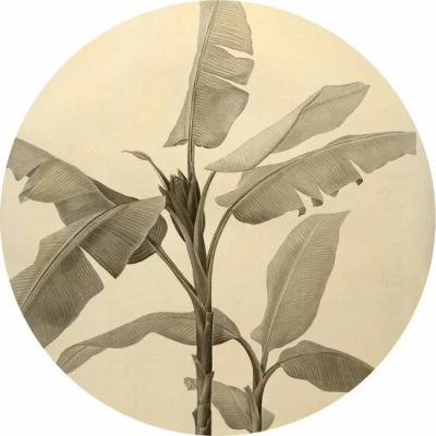 Afbeelding van Komar Fotobehang Banana Plant 125 x cm (breedte hoogte), rond en zelfklevend (1 stuk)