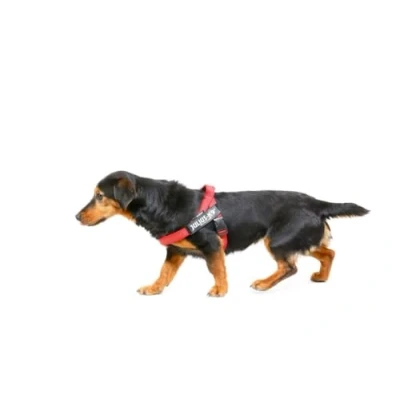 Afbeelding van Julius K9 IDC®Color&amp;Gray® riemtuig, S Mini, rood
