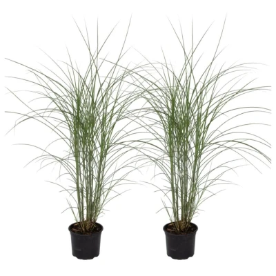 Afbeelding van Miscanthus sinensis &#039;Kleine Silberspinne&#039; Set van 2 Pot 23cm Hoogte20 30cm