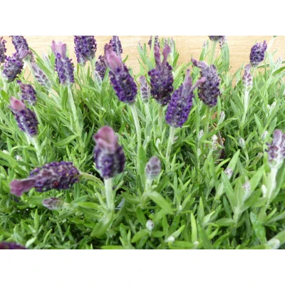 Afbeelding van Kuiflavendel 10 potjes in tray kleur paars Warentuin natuurlijk