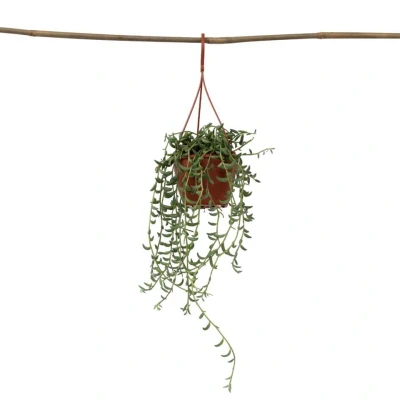 Afbeelding van Senecio Radicans String of Bananas Pot 12cm Hoogte 10 20cm