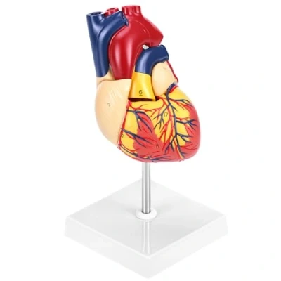 Afbeelding van QWORK® Wetenschappelijk menselijk hartmodel voor anatomie, 2 delige levensgrote hartmodellen met 34 anatomische markeringen en PVC basis schoollessen