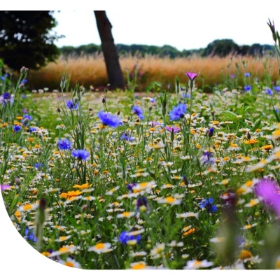 Afbeelding van Bloemzaden Wildbloemenmengsel Laag 1 En Meerjarig 250 Gram ±125 M² MRS Seeds &amp; Mixtures