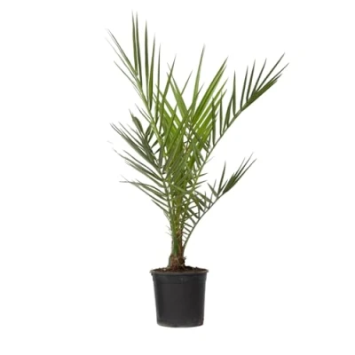 Afbeelding van Plant in a Box Phoenix Canariensis Pot 15cm Hoogte 50 60cm Winterhard Dadelpalm