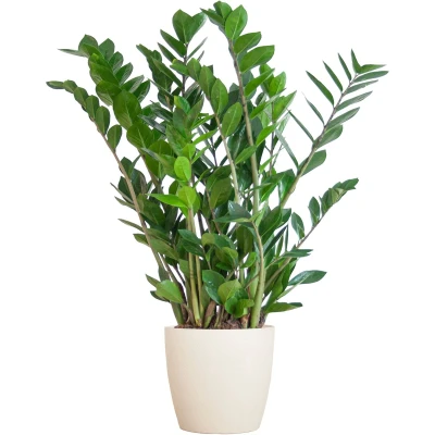 Afbeelding van Plantenboetiek.nl Zamioculcas Zamiifolia met Viber wit Ø21cm 80cm hoog Kamerplant Groenblijvend