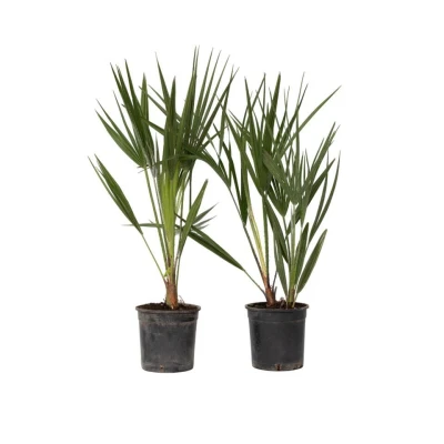 Afbeelding van Chamaerops Humilis Set van 2 Europese Dwergpalm Pot 15cm Hoogte 50 60cm