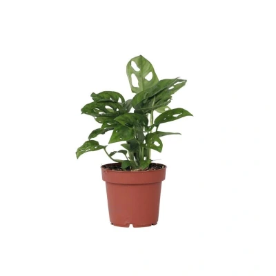 Afbeelding van Monstera Monkey Mask Pot 12cm Hoogte 20 30cm