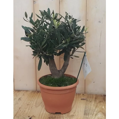 Afbeelding van Olijfboom Olea Europaea 40 cm Warentuin Natuurlijk