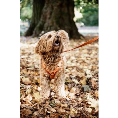 Afbeelding van kentucky Honden Harnas Active Velvet Orange XS 22 36cm