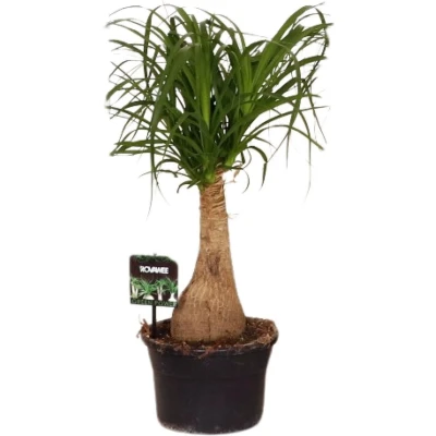 Afbeelding van Plantenboetiek.nl Beaucarnea Nolina Kamerplant Hoogte 60cm Potmaat 19cm