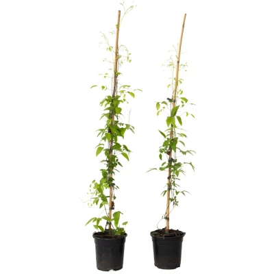 Afbeelding van Plant in a Box Bosrank 2 stuks Clematis &#039;The President&#039; Hoogte 100 120cm ⌀17cm