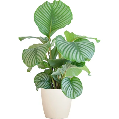Afbeelding van Plantenboetiek.nl Calathea Orbifolia met Viber wit Ø21cm 65cm hoog Kamerplant Groenblijvend