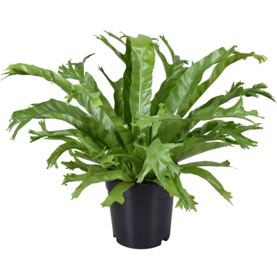 Afbeelding van Plantenboetiek.nl Asplenium Nidus Crissie Kamerplant Hoogte 40cm Potmaat 17cm