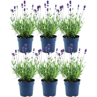 Afbeelding van Plants by Frank Set van 6 Winterharde Lavendelplanten x Ø12 cm ↕30 Lavendula ang. Felice