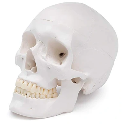 Afbeelding van Cranstein A 240 Anatomische Schedel Medische studies en opleiding anatomiemodel Schedelmodel