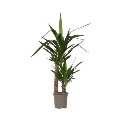 Afbeelding van Yucca Elephantipes Kamerpalm Pot 17cm Hoogte 70 80cm