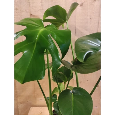 Afbeelding van Monstera Deliciosa 70 cm hoog kamerplant Warentuin Natuurlijk