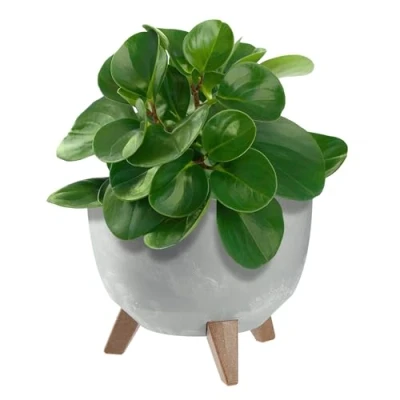 Afbeelding van KADAX Kunststof bloempot met drie steunen, ronde bloembak, plantenpot, voor balkon, woonkamer (grijs, diameter 24 cm)