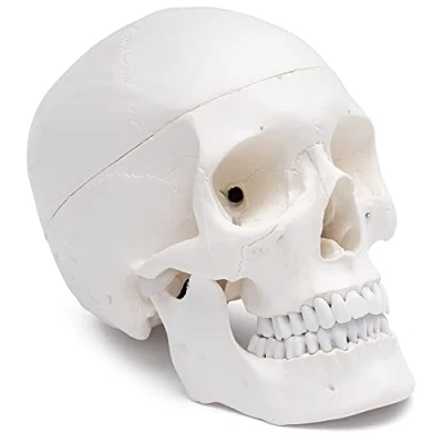 Afbeelding van Cranstein A 210 Anatomische Schedel model Medische studies en opleiding anatomiemodel Schedelmodel