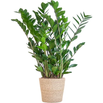 Afbeelding van Plantenboetiek.nl Zamioculcas Zamiifolia met Sofia mand naturel Ø21cm 80cm hoog Kamerplant Groenblijvend