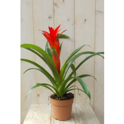 Afbeelding van Bromelia rood 30 cm Warentuin Natuurlijk