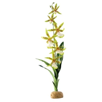 Afbeelding van Exo Terra Rainforest Plant Spider Orchid 1 st