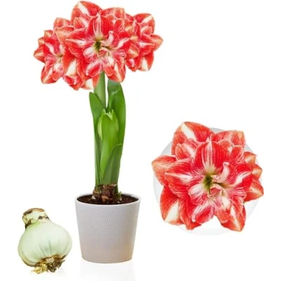 Afbeelding van Dutch Bulbs Amaryllis Bol Double Red White Bloembollen 1 stuk Rood &amp; Wit Bloem bollen