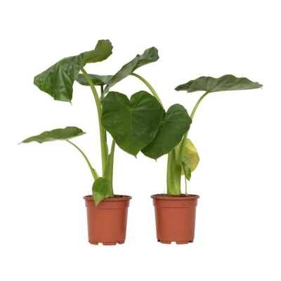 Afbeelding van Alocasia Macrorrhiza Set van 2 &quot;Olifantsoor&quot; Pot 17cm Hoogte 60 70cm