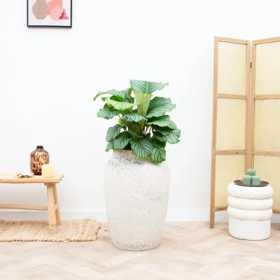 Afbeelding van Combideal Calathea Orbifolia inclusief pot Hera 80cm