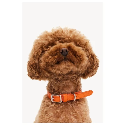 Afbeelding van Dogguo Heart Collar Hondenhalsband Oranje S
