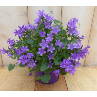 Afbeelding van 2 stuks! Campanula Portenschlagiana blauw Warentuin natuurlijk