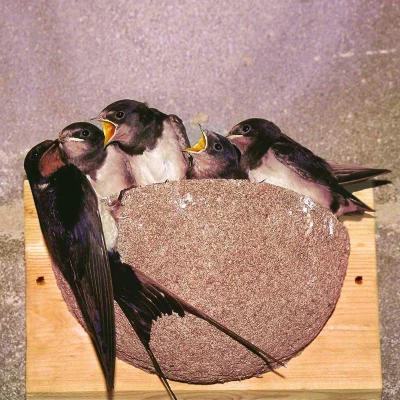Afbeelding van Boerenzwaluw nest voor tuinvogels