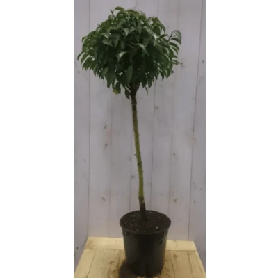 Afbeelding van Prunus Angustifolia stam 80 cm diameter 40 hoogte 150 Warentuin natuurlijk