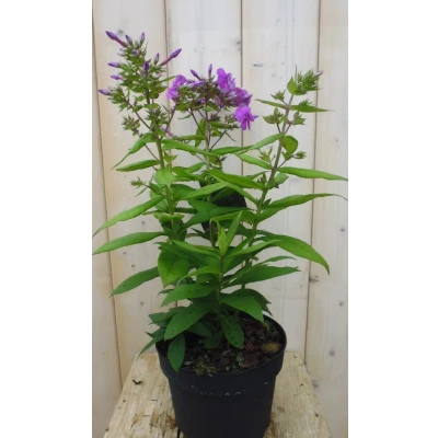 Afbeelding van Vlambloem Phlox roze Warentuin natuurlijk