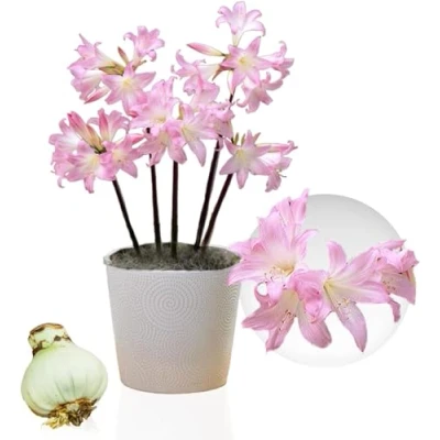 Afbeelding van Amaryllis Belladonna bol, 1 bol in groot formaat 26/30, Exclusieve bloembollen, planten en bloemen uit Nederland, Echte Hippeastrum bollen (geen zaden, niet was kunstmatig)