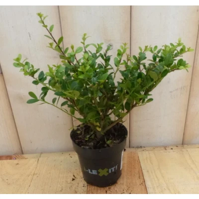 Afbeelding van 3 stuks! Ilex donkergroen klein Warentuin Natuurlijk