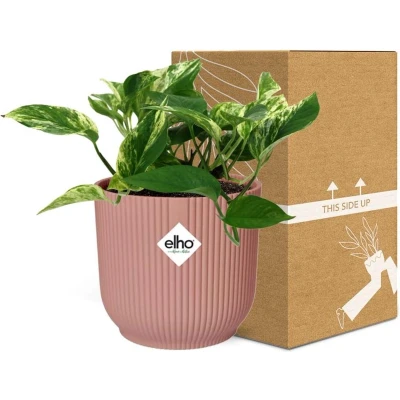 Afbeelding van Plantenboetiek.nl Scindapsus (Epipremnum) Marble Queen in ELHO Vibes Fold Roze Kamerplant Hoogte 25cm Potmaat 14cm