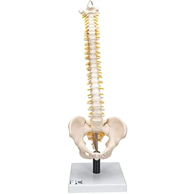 Afbeelding van Anatomisch model 3B Wervelkolom met extra flexibele tussenwe